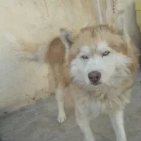 سگ هاسکی نرچشم یخی