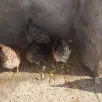 ۴ عدد مرغ
