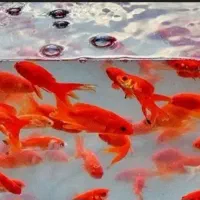 ماهی عید انواع سایز