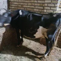گاو آبستن نژاد هولشتاین