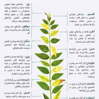 باغبان باغبانی و باغداری اصولی و اقتصادی|خدمات باغبانی و درختکاری|قم, آزادگان|دیوار