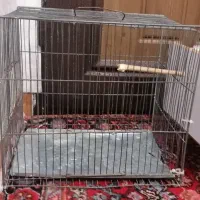 دو عددقفس عروس هلندی مرغ عشق|لوازم جانبی حیوانات|ارومیه, |دیوار