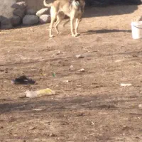 بخاطر نبود وقت ورسیدگی به آن قیمت ۱۰ میلیون