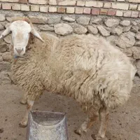 قوچ جوان