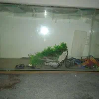 آکواریوم باتمام تجهیزات