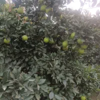 پرتقال ناول