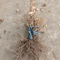 نهال انگور ترکمن ۴