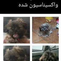 سگ شیتزو سوپر فلت
