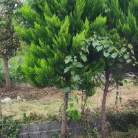 کاج