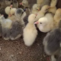 جوجه غاز|حیوانات مزرعه|اردبیل, |دیوار
