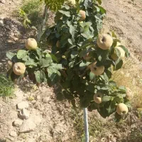 باغ-دنج-و-ارام-لاو-نزدیک-شهر-مجلسی