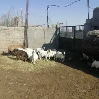 فروش چند راس نر بزغاله چاق