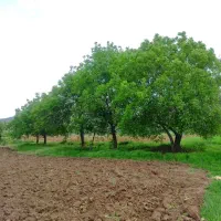 فروش زمین کشاورزی