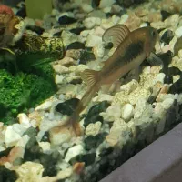 کوریدوراس نژاد دار باله بلند|ماهی|تربتحیدریه, قائم|دیوار