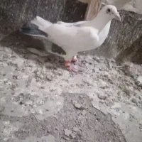 کفتر سار و کرمونی