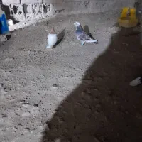 سرور۵۰۰ریش ۵۰۰بغیه دونه ۴۰۰