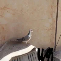 خرقه .واز