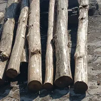 چوب خشک