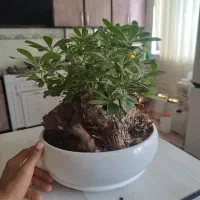 بنسای میخک هندی
