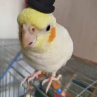 عروس هلندی ماده لوتینو