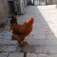 خروس برهما چهل تاج