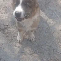 یه قلاده مالینیوز ماده یه توله قدرجونی|سگ|جیرفت, |دیوار