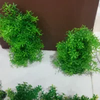 گیاه مصنوعی اکواریوم|ماهی|مشهد, چهارچشمه|دیوار