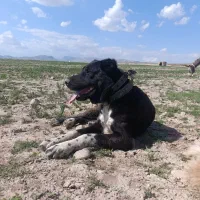 سگ گله ای|سگ|مشهد, تبادکان|دیوار
