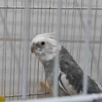 وسایل|پرنده|نیشابور, ۲۲ بهمن|دیوار