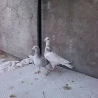 ماده.|پرنده|نیشابور, مازول|دیوار