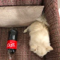 سگ جیبی مینیاتوری شیواوا|سگ|کوهدشت, |دیوار