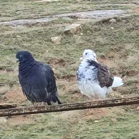 کبوتر .پرشی