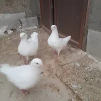 کبوتر کینگ|پرنده|تهران, منیریه|دیوار