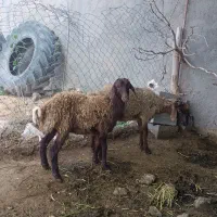 دو بره ماده استخوان دار فروشی