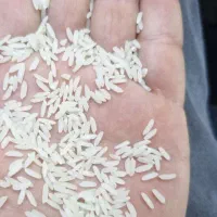 فروش برنج اعلا کشت دوم بینام