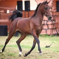 نریان خالص ایرانی|اسب و تجهیزات اسب‌سواری|شوشتر, |دیوار