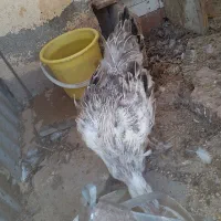 مرغ وخروس فروشی|پرنده|مود, |دیوار