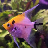 ماهی انجل (فرشته ماهی)