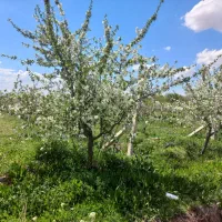 تیر-خلاص-منطقه-تاکستان-خریداری-بسم-الله