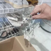 سگ گ|سگ|برازجان, |دیوار