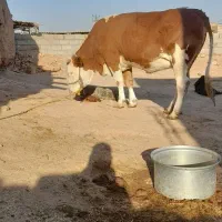 گاو مچسر|حیوانات مزرعه|شوشتر, |دیوار