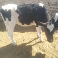 گوساله نر و ماده|حیوانات مزرعه|مرودشت, شهرک بسیجیان|دیوار