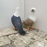 نروماده کلاغ هفت رنگ کاکلی|پرنده|تربتحیدریه, مظفریه|دیوار