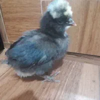 جوجه