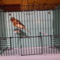 قناری ماده|پرنده|رودهن, |دیوار