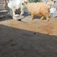 کاور و بزغاله نر