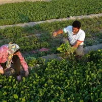 سبزی خورشت
