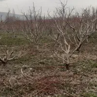 کارگر باغ باغبانی بیل زنی