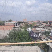 کبوتر سوسک کله ماستی نر سو قدیم غریب گیری|پرنده|علی‌آباد کتول, |دیوار