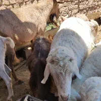 بره نر دورگ چاق  و چبش دورگ سانن چاق